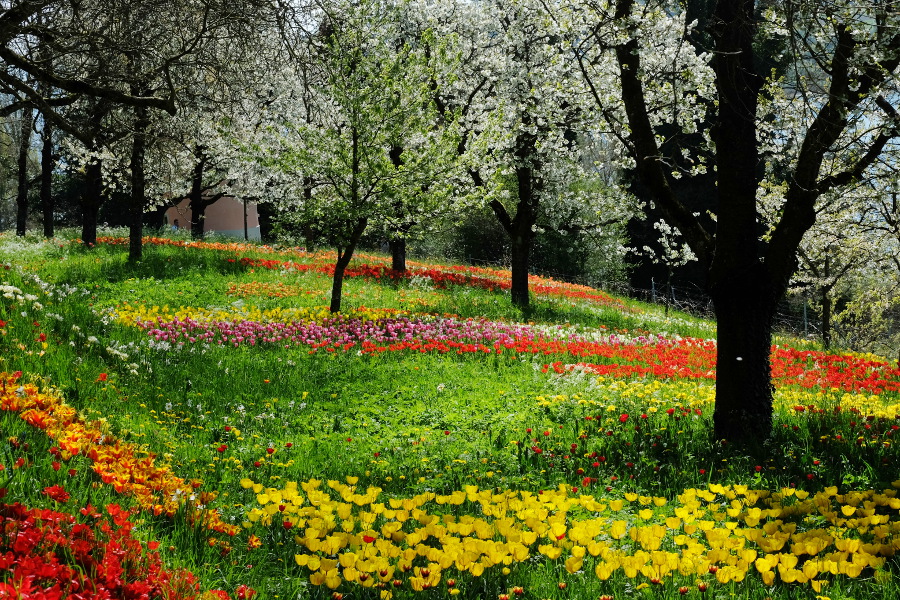 Neuer Onlineshop im Frühling